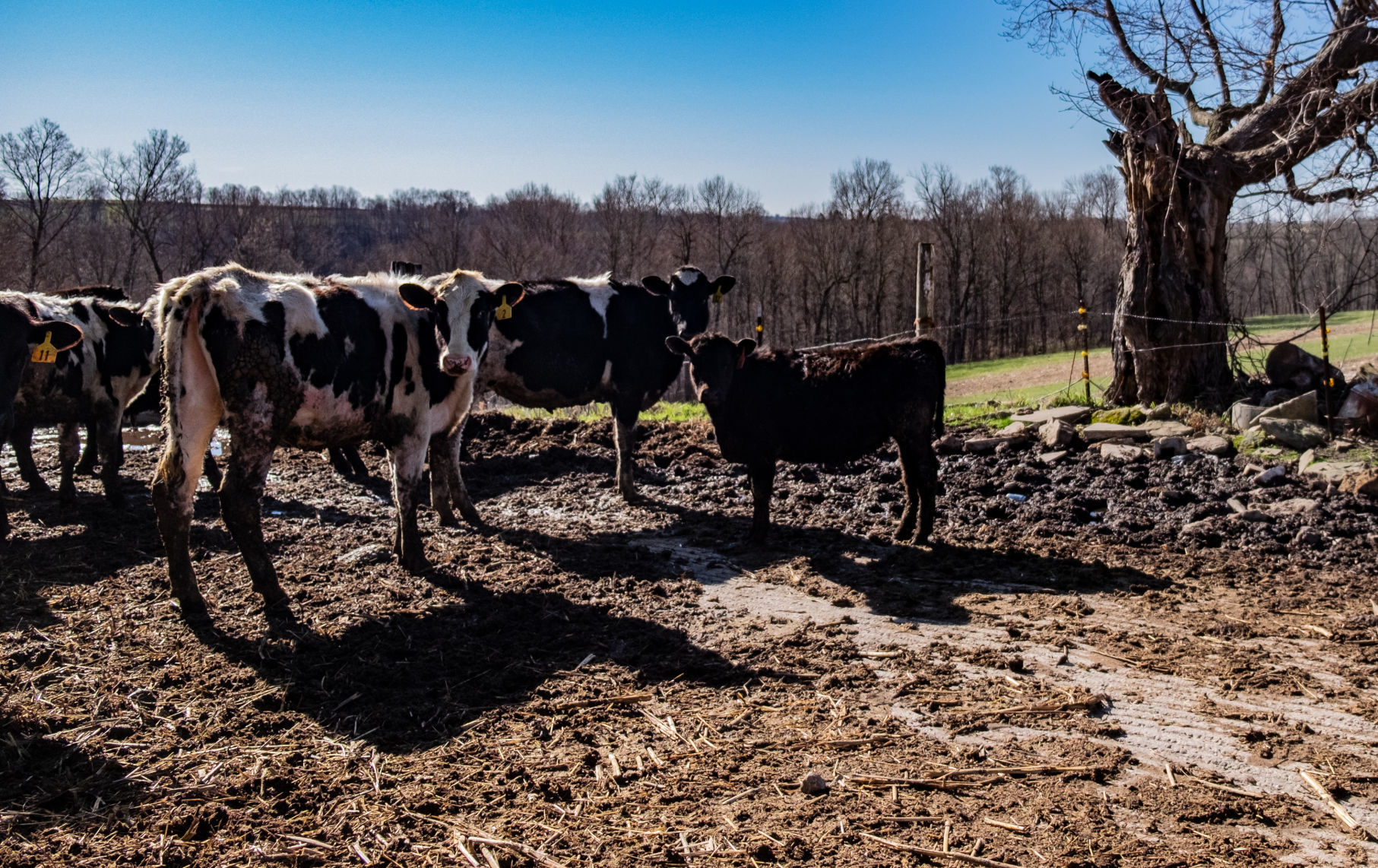 Von Ruden Cows